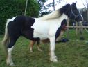 GLYNARTHEN APACHE MOONSHINE