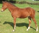 Dunshane Panache